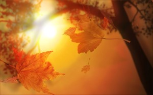 Nature_Seasons_Autumn_Autumn_Sun_025912_